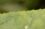 Longsepal beardtongue